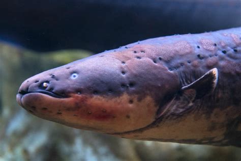 electric eels in order